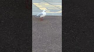 Steven Seagull