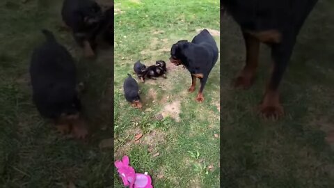 Rottie Mum Meets Puppies For The First Time 🐶 #Shorts #rottweiler #dogs