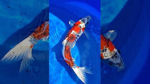 Beautiful Japanese koi #shorts