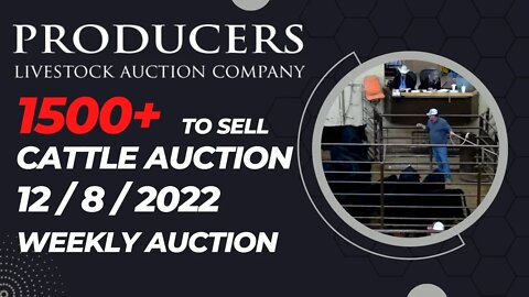 12/8/2022 - Producers Livestock Auction Company Cattle Auction