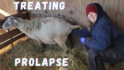 How To Treat Prolapse In Sheep | Easy Homemade Prolapse Harness