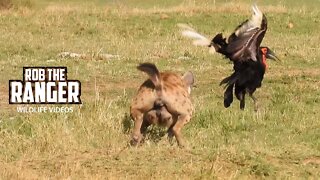 Ground Hornbills Visit A Hyena Den | Maasai Mara Safari | Zebra Plains