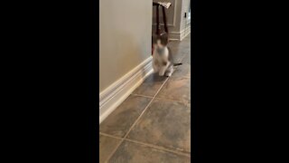 Kitten Raised With Bunny Thinks He's A Rabbit
