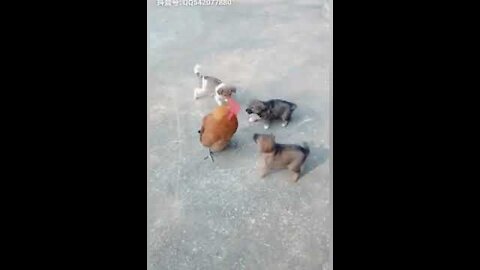 Chicken VS Dogs Fight - Funny Dogs Fight viral Videos