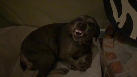 Stubborn dog refuses to get out of bed, mocks owner with grin