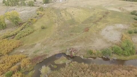 Drone River Patrol - Cows