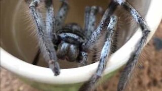 Beware of empty mugs in Australia ... they may hide huge, hairy spiders!