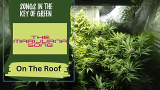 Songs In The Key Of Green - The Marijuana Song