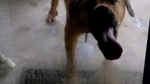 Weirdo dog loves licking glass door