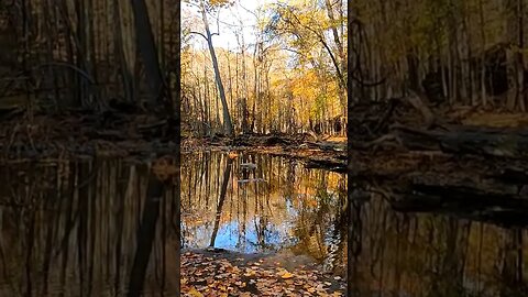 🍂STUMBLED UPON a GEM 💎 #waterart #fall #fallfoliage #yellowleaves #reflections #waterreflections