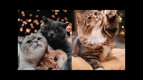 Cute And Funny Cat Videos Compilation #3#cutecatvideos #funnycats