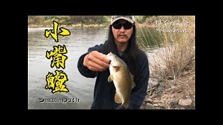 戶外探險 | 野溪釣小嘴鱸 分享如何分辨大嘴鱸魚和小嘴鱸魚 Bass Fishing- The Differences Between A Largemouth And Smallmouth Bass