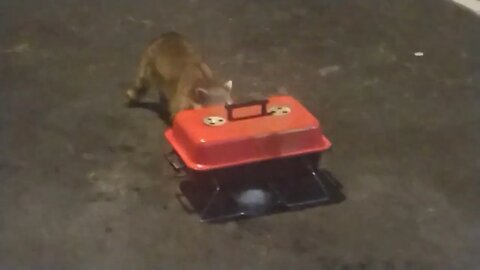 Raccoon Invades My Rock Motel... LOL