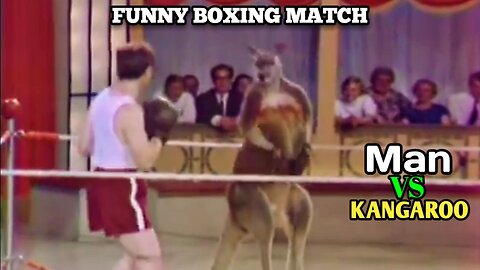 Man vs Kangaroo _ Funny Boxing Championship Match |