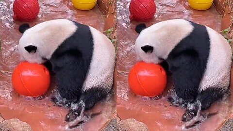 Amusing himself, carefree giant panda