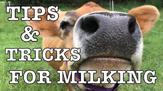 Tips and Tricks for milking a Cow