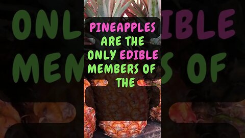 🍍Who Knew This Fact About Plants?🪴 #Shorts #ShortsFact #Plants #PlantFacts #pineapple #bromeliads