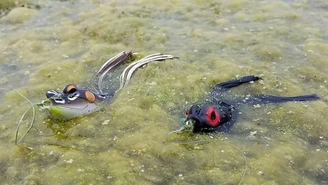 LIVE Head to Head Frog Fishing Battle!