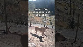 Farm surveillance. Watch dog