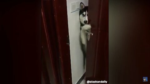 BEWARE!!! This husky knows how to open doors!