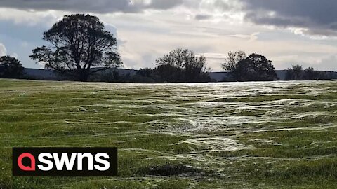 Endless sea of SPIDER WEBS seen glistening in the autumnal sunshine