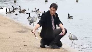 Cet homme nourrit les oiseaux avec des baguettes