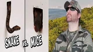 Ozzy Man Reviews: Snake vs Mice REACTION!!! (BBT)