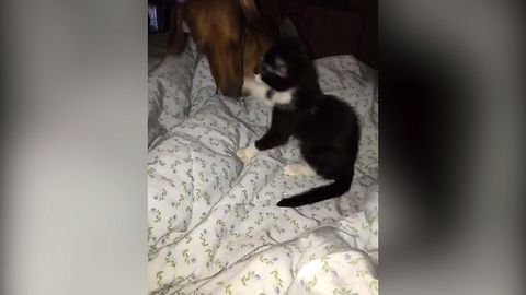 Kitten Loves To Wrestle With Dog