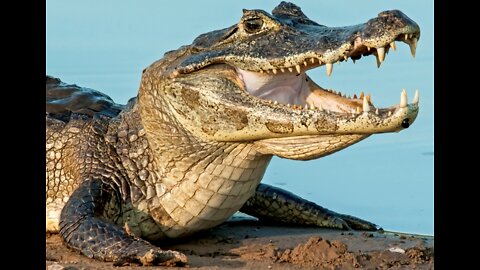Electric fish kills alligator in an Amazon river - Brazil