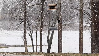 Ole Pete at the feeder