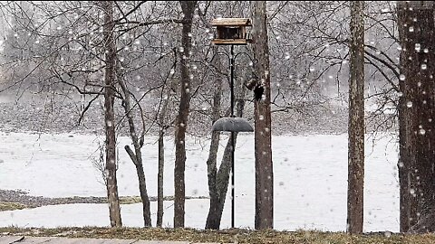 Ole Pete at the feeder