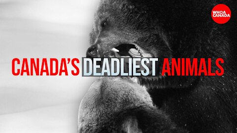Canada's 7 Deadliest Animals
