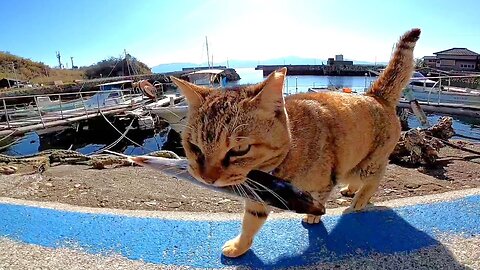 「Party time」 Cats at the Cat Island filled with joy as the fishermen give away fishes