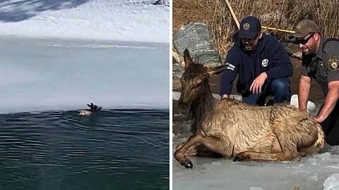 Elk rescued from frozen pond