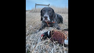12-20-23 South Dakota Pheasant Hunting