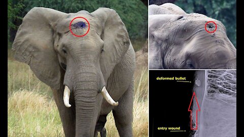 Elephant Calmly Asks For Help After Living With Infected Bullet Lodged In Skull