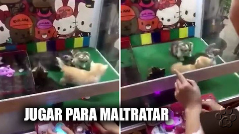 Gatitos maltratados son encerrados en una máquina de juegos