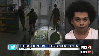 Police in Florida investigate statewide puppy ring