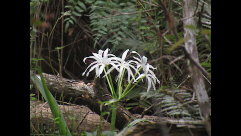 Big Cypress Preserve & Corkscrew Sanctuary