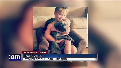 Family pleads for little boy stolen pit bull