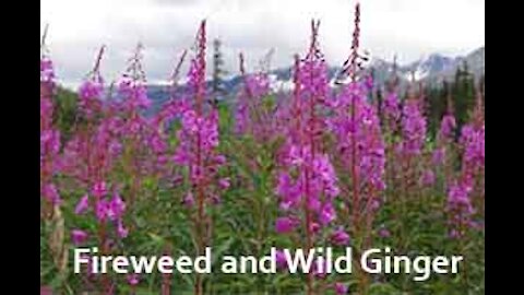 PFTTOT Part 119 Fireweed and Wild Ginger