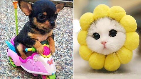 Funniest Animals 2024 😂 Best Funny Cats and Dogs 😻🐶 Part 1 | Cute Baby Dogs