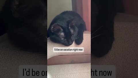 How to go through on tough Monday - Cat edition