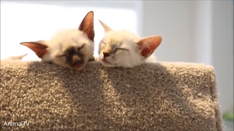 Siamese Kittens Playing together Cute Compilation