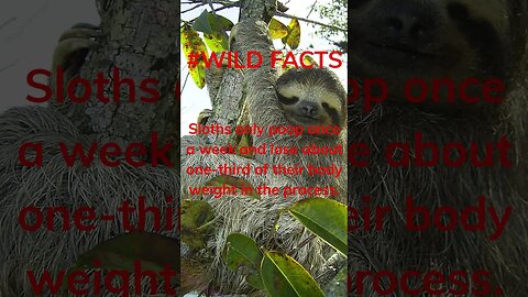 The Surprising Fact About Sloths That Will Blow Your Mind. #shorts