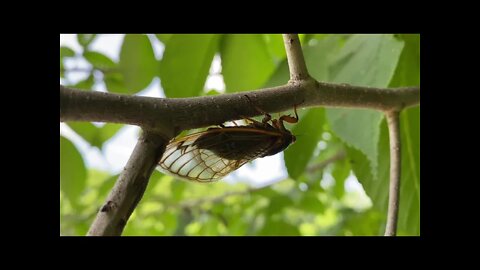 17 year cicada sounds