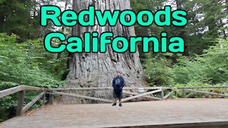 Walking In The Redwood Forest California