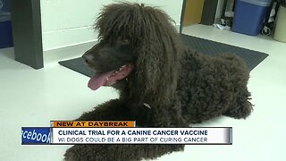 Wisconsin dogs take part in clinical trial for canine cancer vaccine
