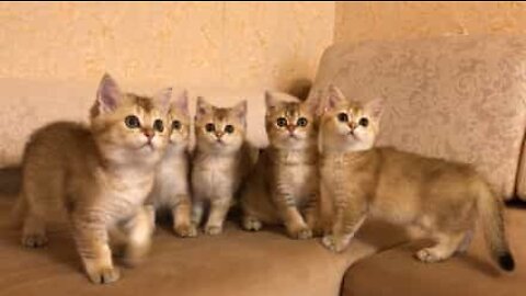 Fem kattungar hypnotiserade av samma leksak