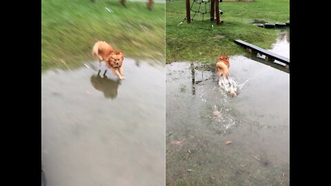 Pufi, the German spitz dog gets crazy when his paws touch the water